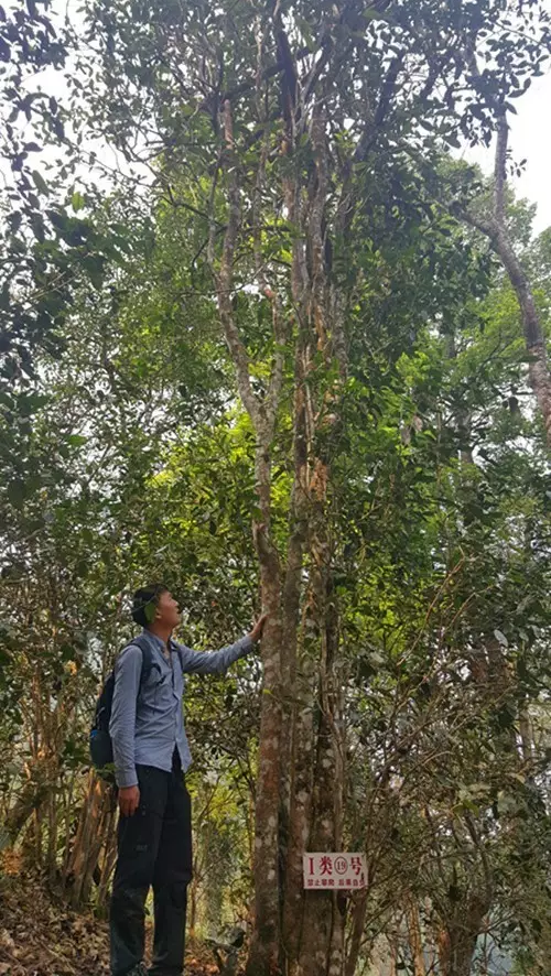 薄荷塘 跋山涉水只为你