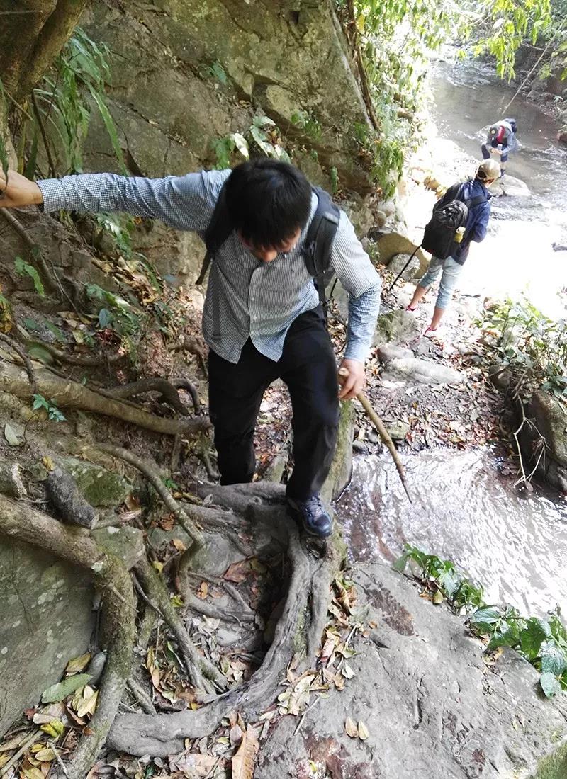 山头茶新贵【铜箐河】