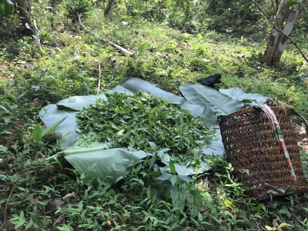 山头茶新贵【铜箐河】