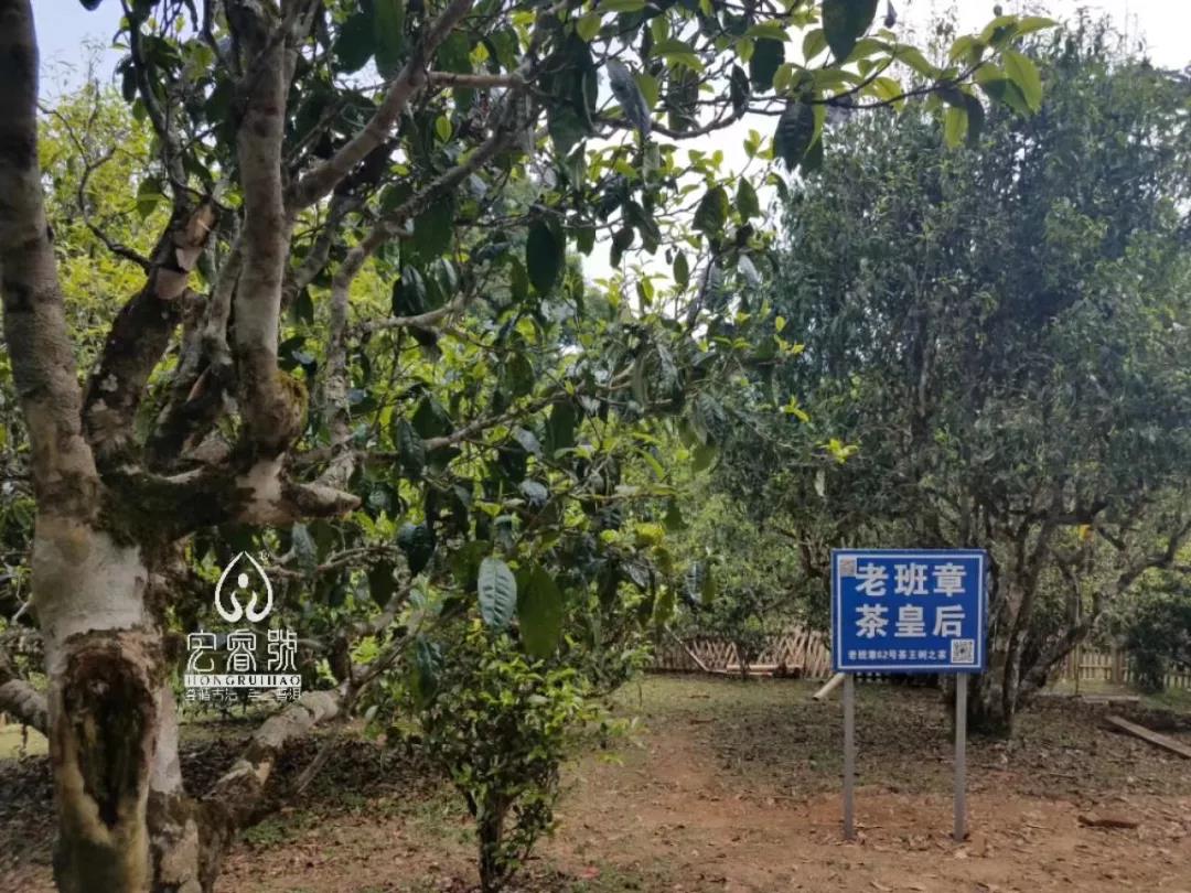''品味''手工六艺【金奖】老班章