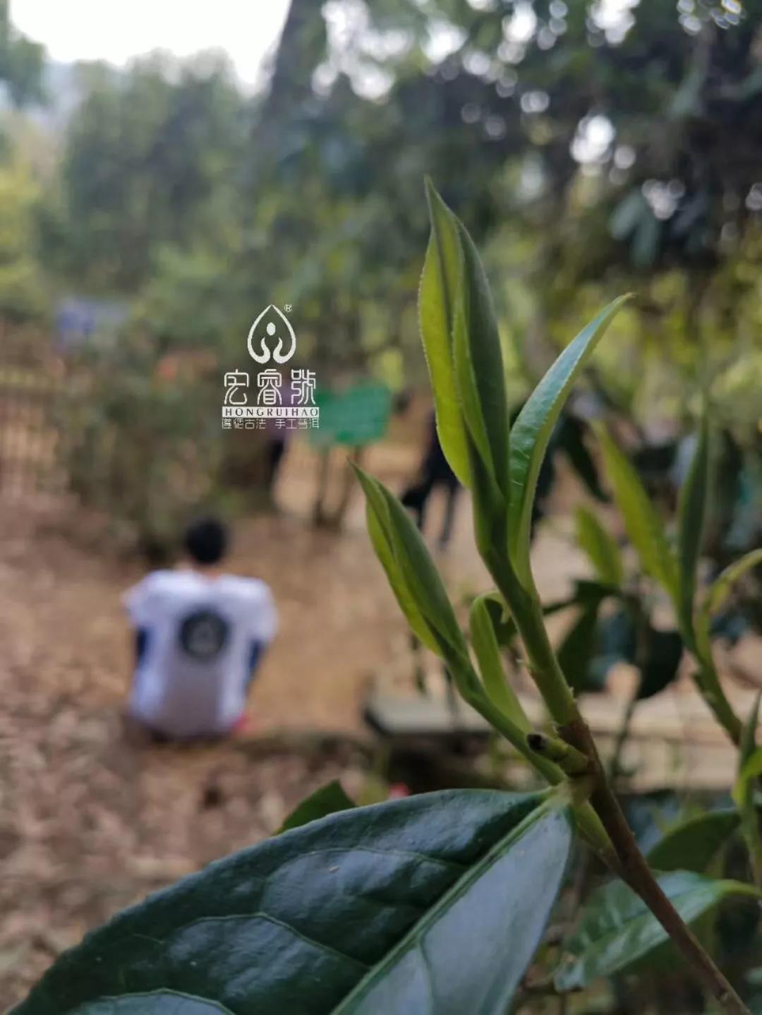 ''品味''手工六艺【金奖】老班章