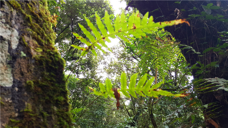 茶山行之山野自助吃饭篇