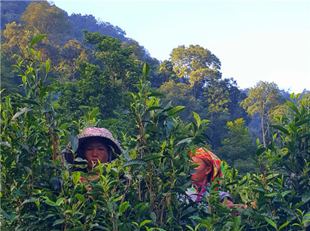 茶山行之鲜叶收制篇